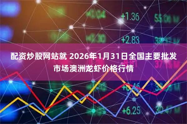 配资炒股网站就 2026年1月31日全国主要批发市场澳洲龙虾价格行情